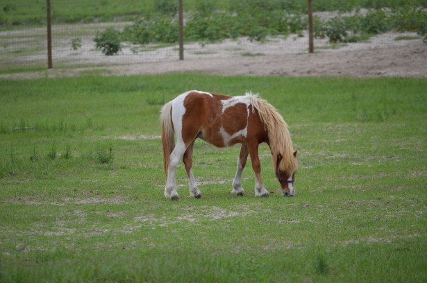 Paint Pony