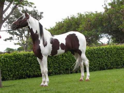 Pampa Horse