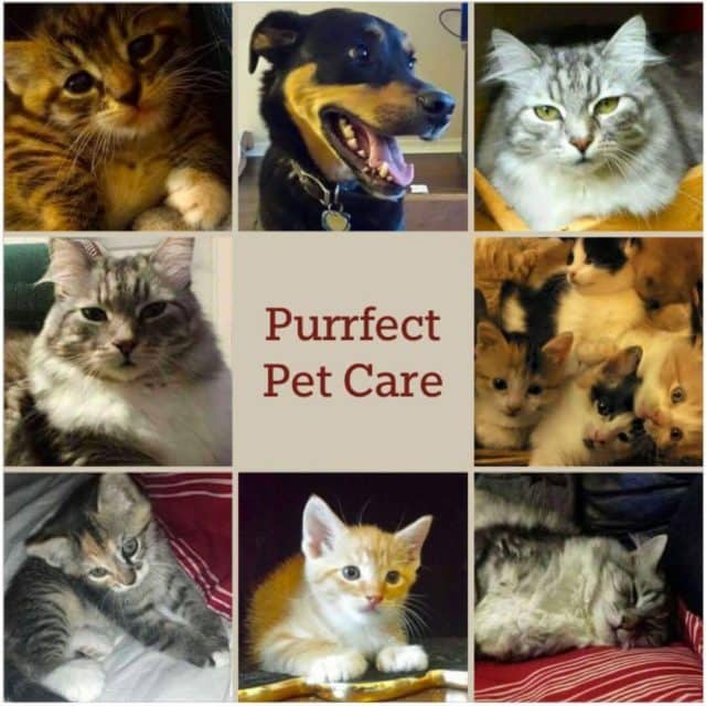 Purrfect Pet Services 6.jpg