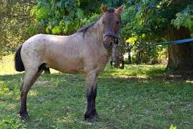 Petiso Pony