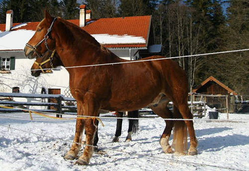 Oberlander Horse