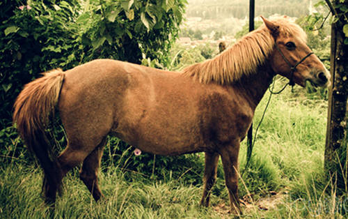 Padang Pony