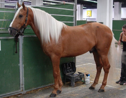 Palomino Horse