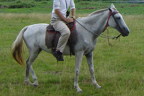 Pantaneiro Horse