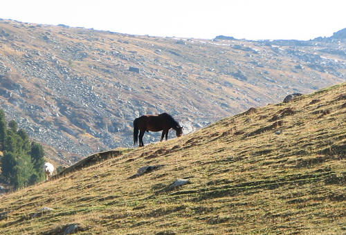 Pechora Horse