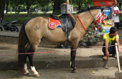 Periangan Pony