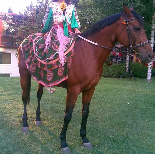 Romanian Saddle Horse