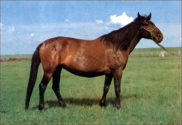 Sanhe Horse