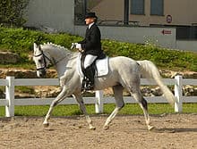 Shagya Arabian Horse