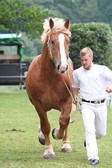 Schleswig Coldblood horse