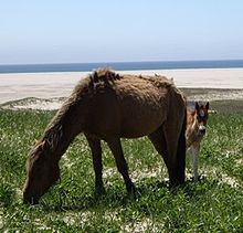 Sable Island horse