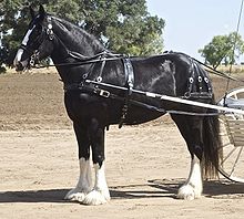 Shire horse