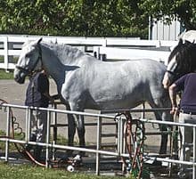 Spanish-Norman horse