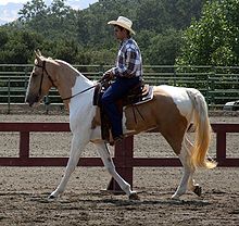 Spotted Saddle Horse