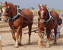 Suffolk Punch horse