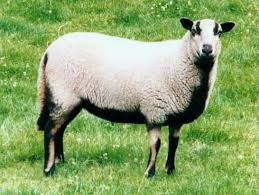 Badger Face Welsh Mountain sheep