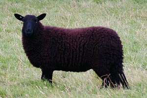 Black Welsh Mountain sheep