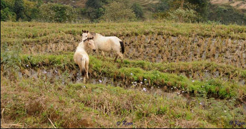 Hmong Horse