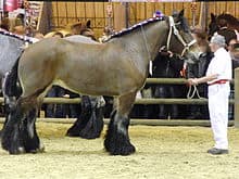 Northern Ardennes Horse (Trait du Nord)