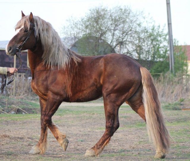 Russian Heavy Draft Horse