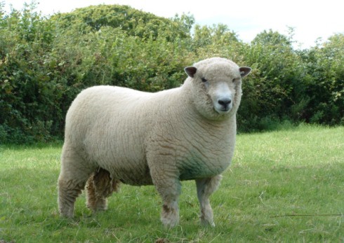 Ryeland sheep petmapz by Dr. Katz, Your veterinarian endorsed pet community!