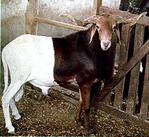 Sahel-type sheep