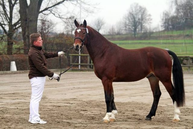Saxony Warmblood Horse