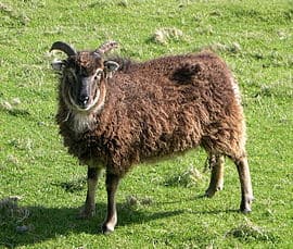 Soay sheep