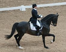 Swedish Warmblood Horse