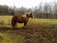 Swedish Ardennes Horse