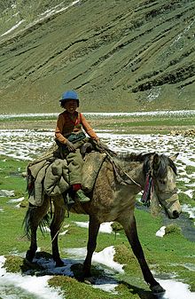 Tibetan Pony