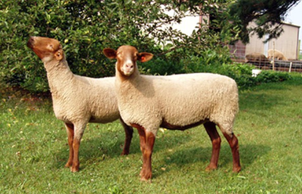 Tunis sheep