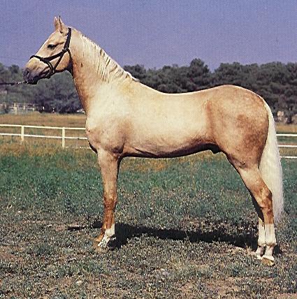 Turkoman Horse