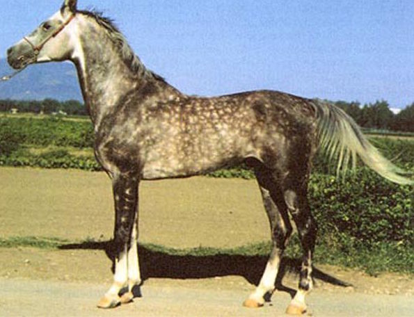 Tushin Horse
