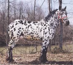 Sugarbush Draft Horse