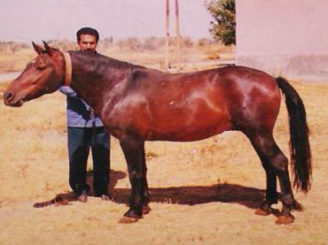 Uzunyayla Horse