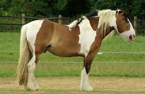 Vanner Horse