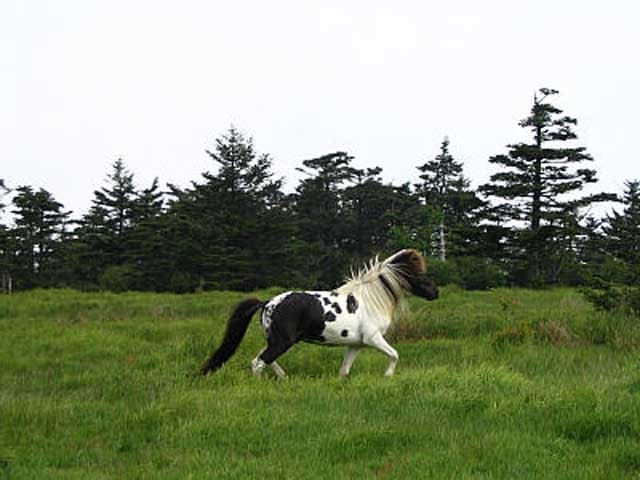 Virginia Highlander Horse