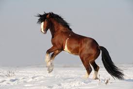 Vladimir Heavy Draft Horse