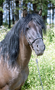 Vyatka horse