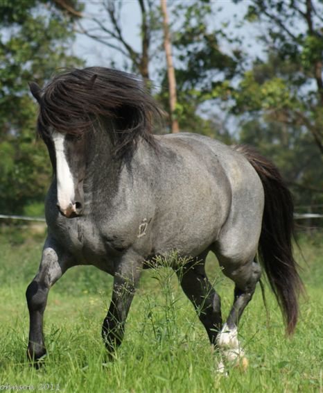 Waler horse