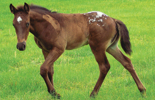 Walkaloosa Horse