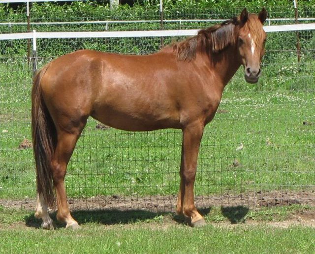 Welara Pony