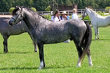 Welsh Pony and Cob