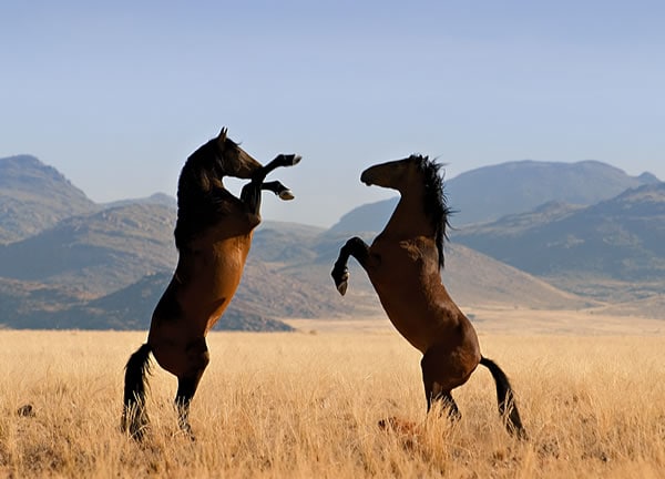 Wild Horses of the Namib