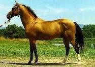 Xilingol Horse