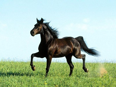Yili horse