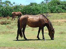 Yonaguni horse