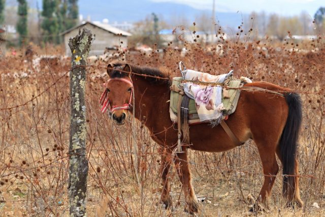 Yunnan Horse