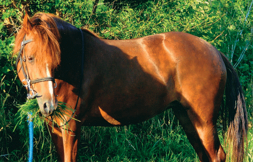 Tennuvian Horse